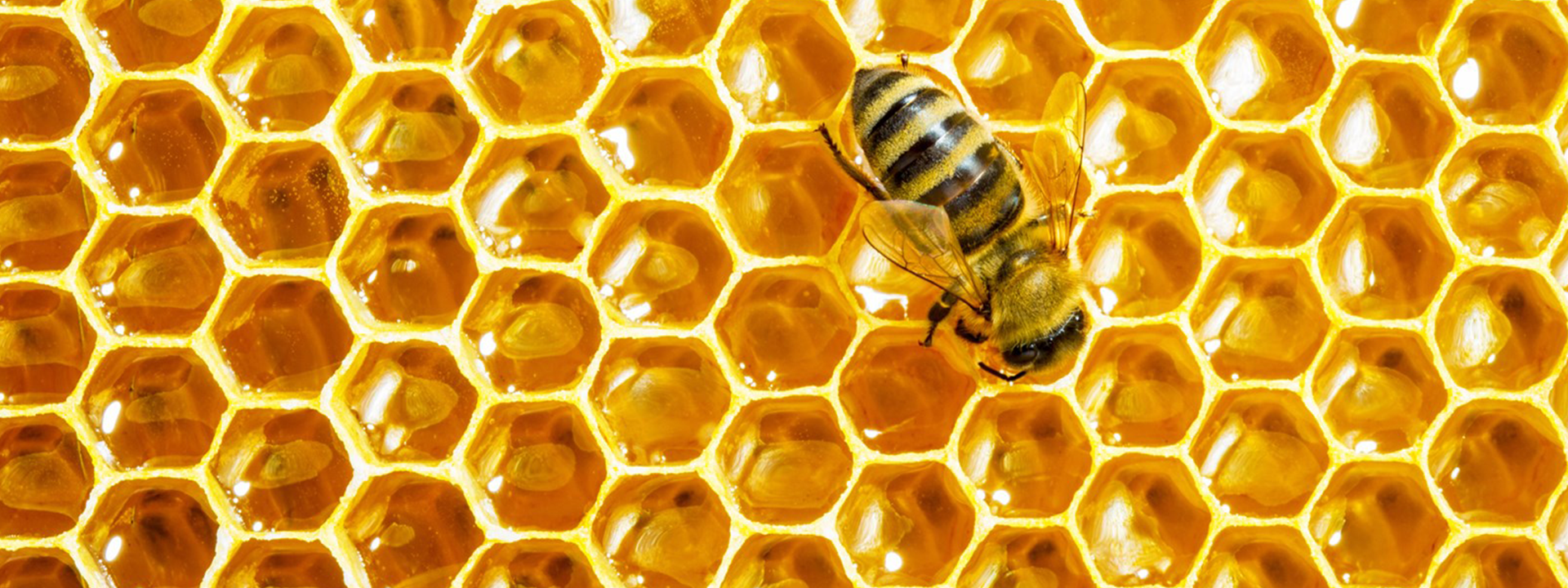 Пчелиные соты шестиугольные